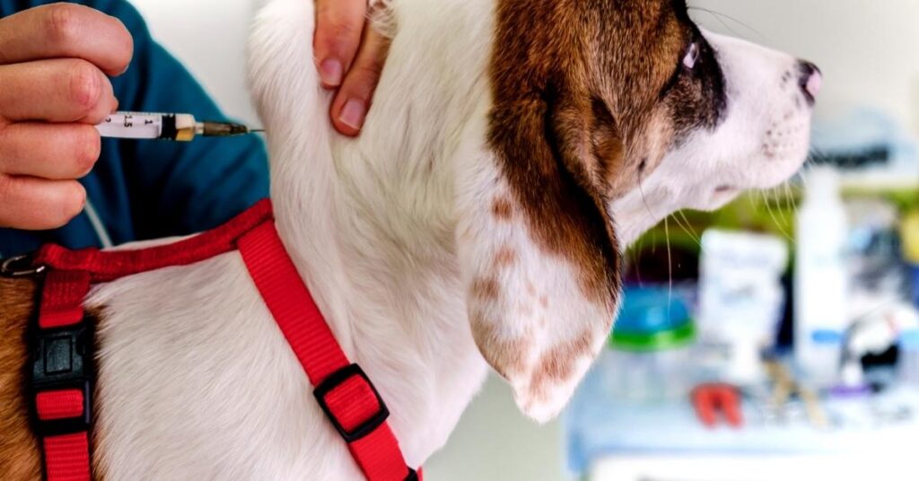 dexamethasone for dogs