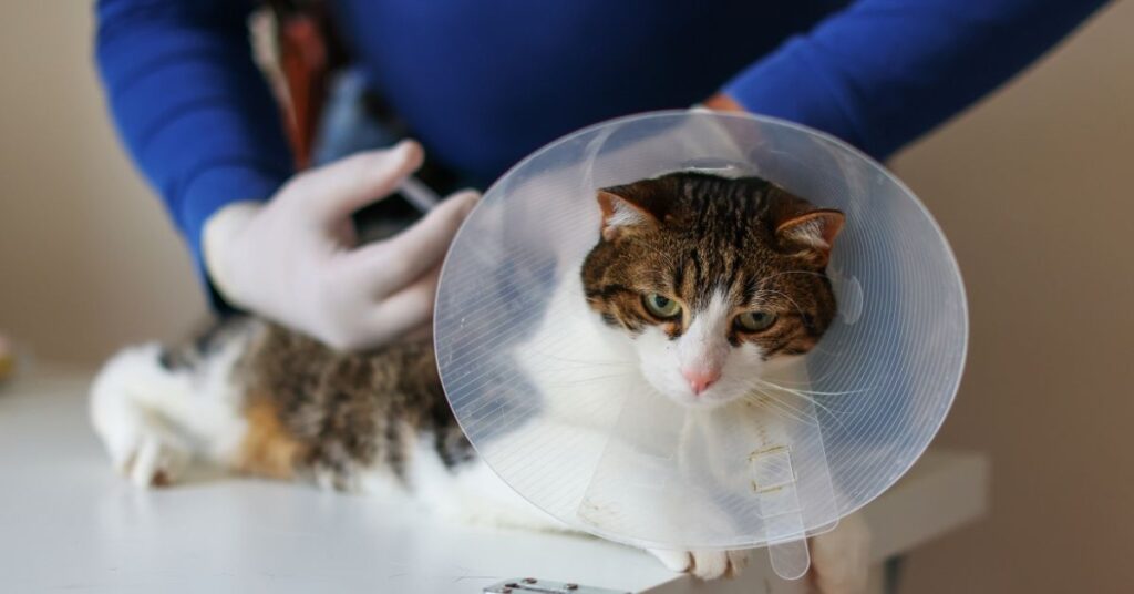 dexamethasone injection for cats