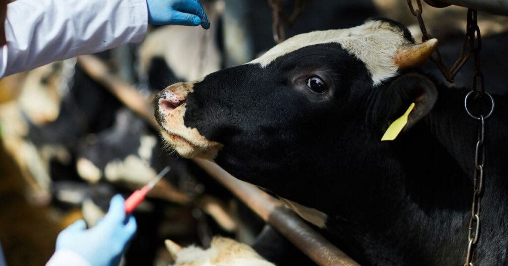 dexamethasone veterinary dosage cattle