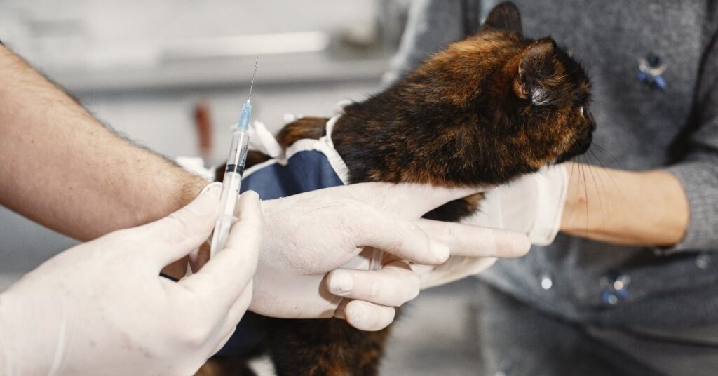 dosage of dexamethasone for cats