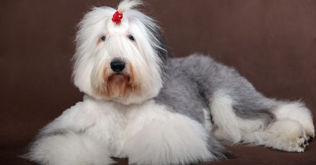 english sheepdog for sale