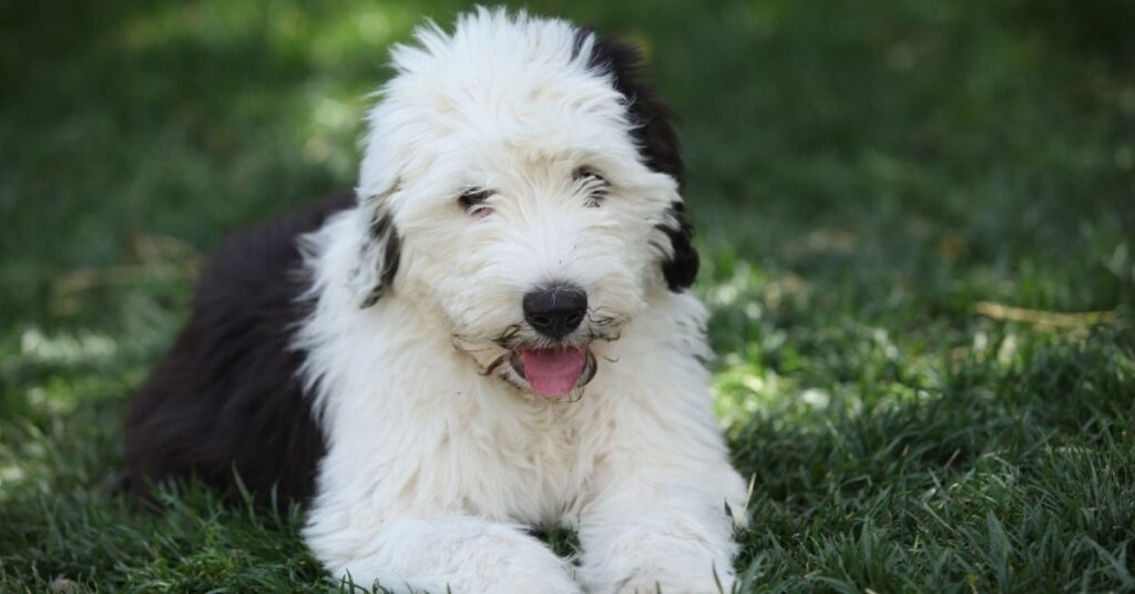 english sheepdog puppies