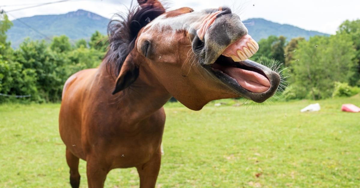 horse sticking its tongue out