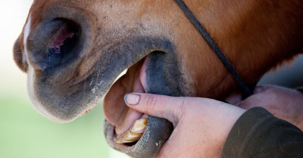 horse sticking tongue out