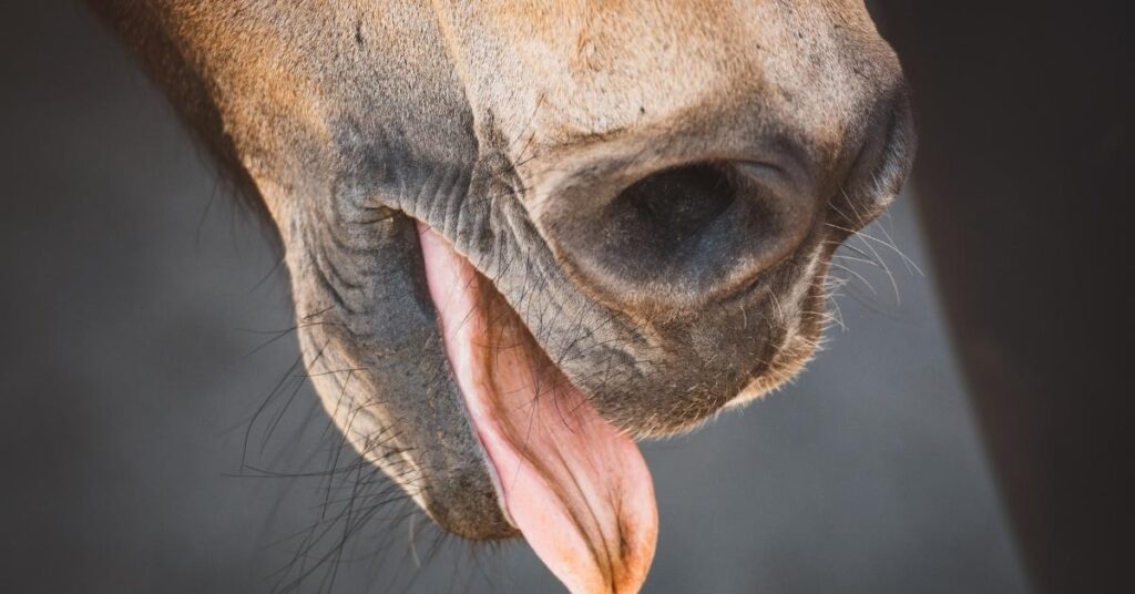 horse tongue hanging out