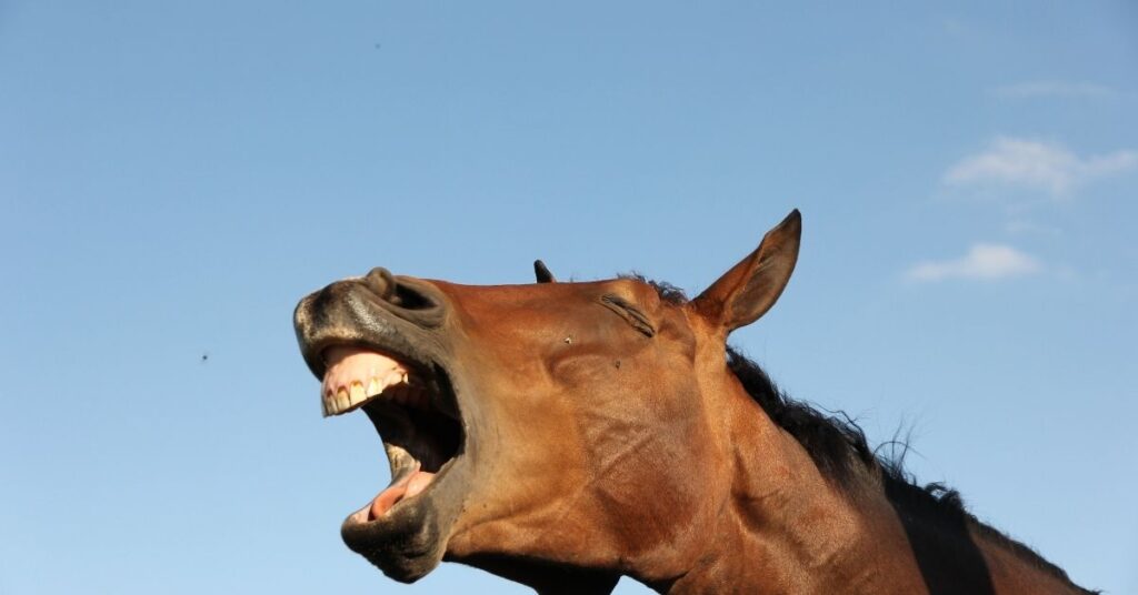 horses tongue hanging out