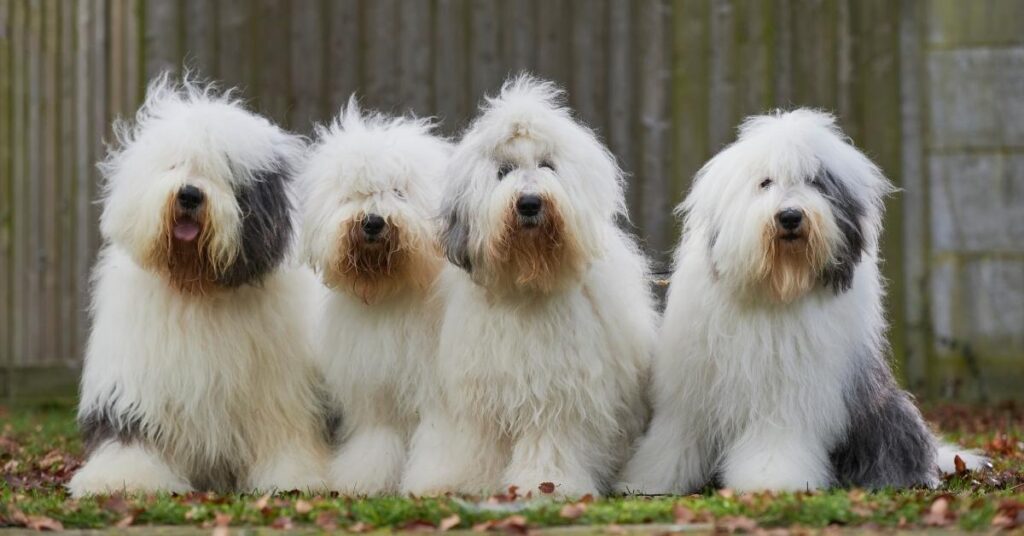 old english sheepdog