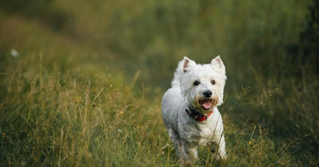 old english sheepdog puppies