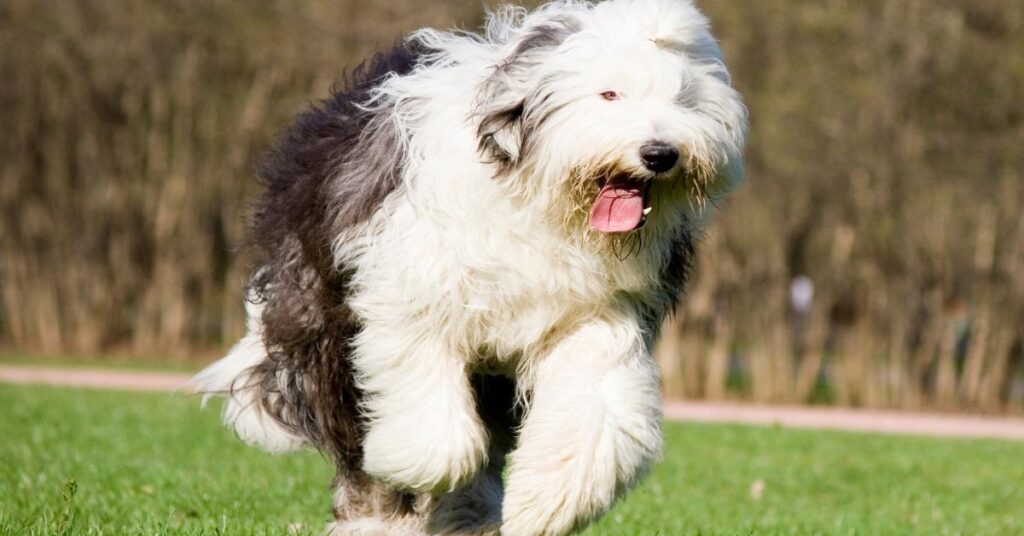 sheep dog age