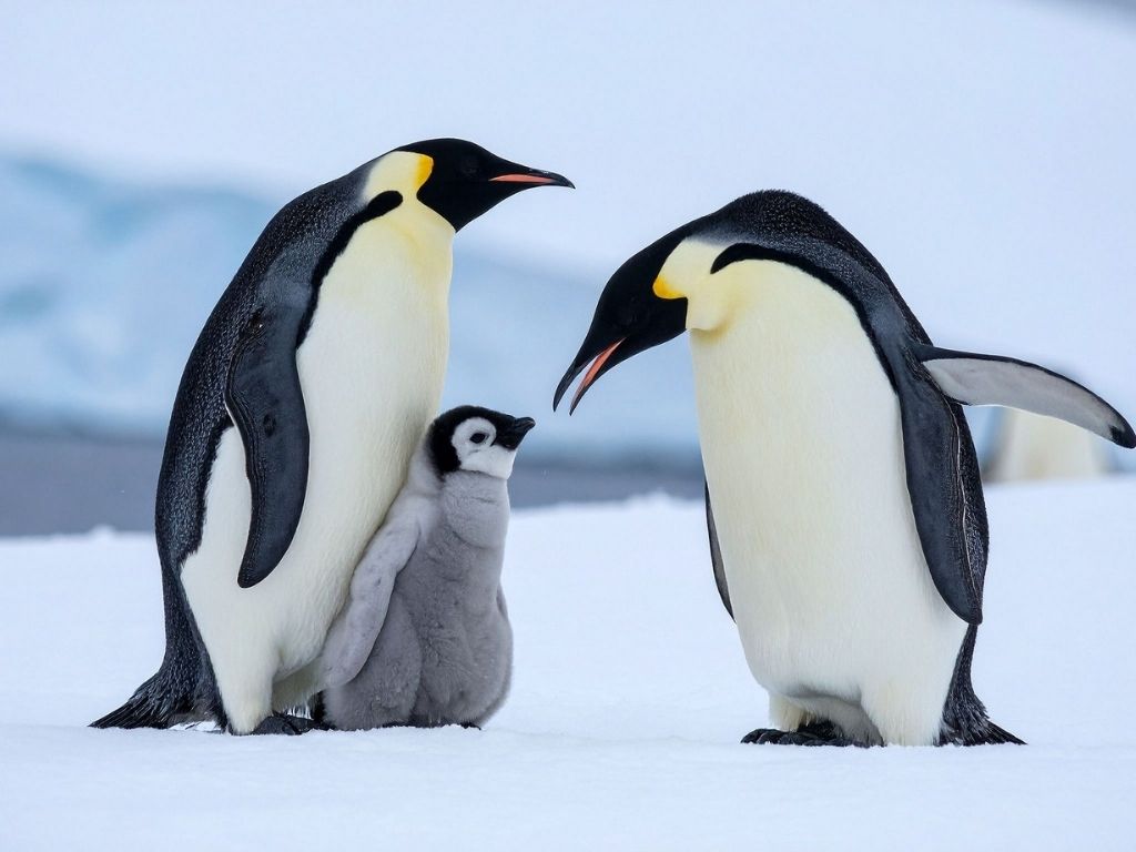 did the nihilist penguin die