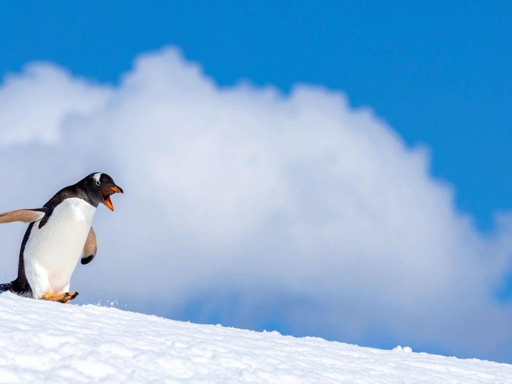 nihilist penguin meme