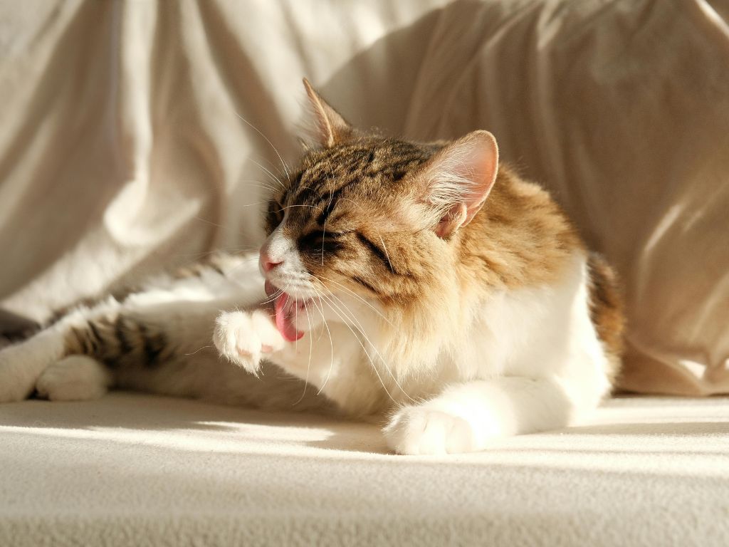 Facts about cats and dogs