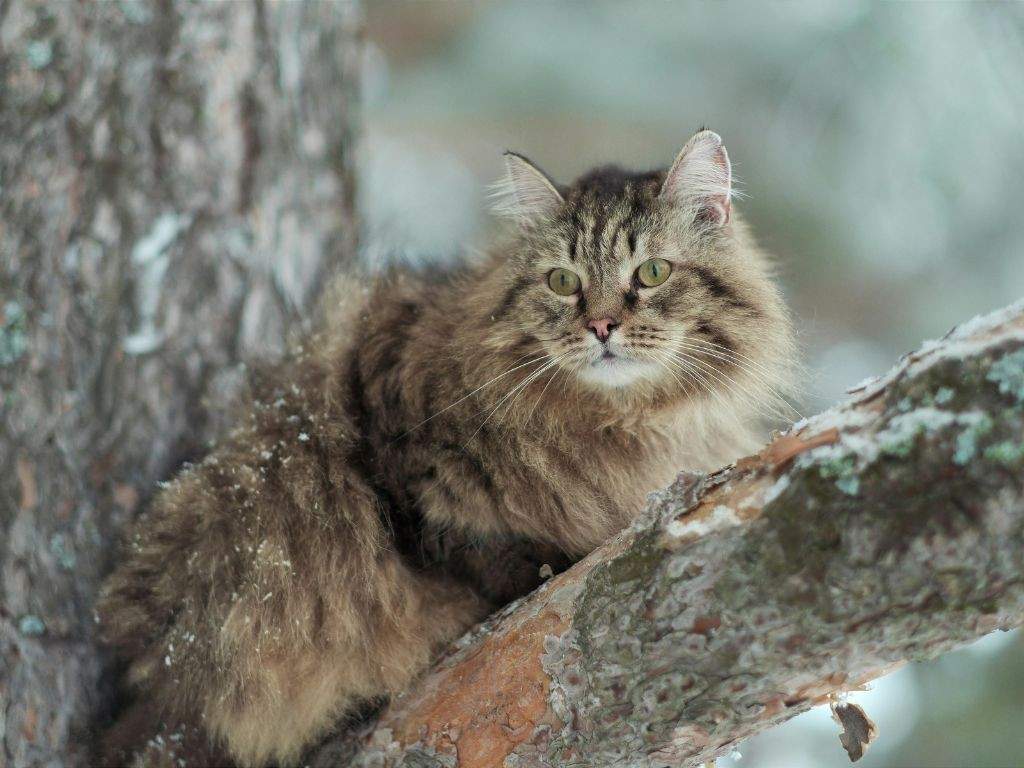 Siberian feline
