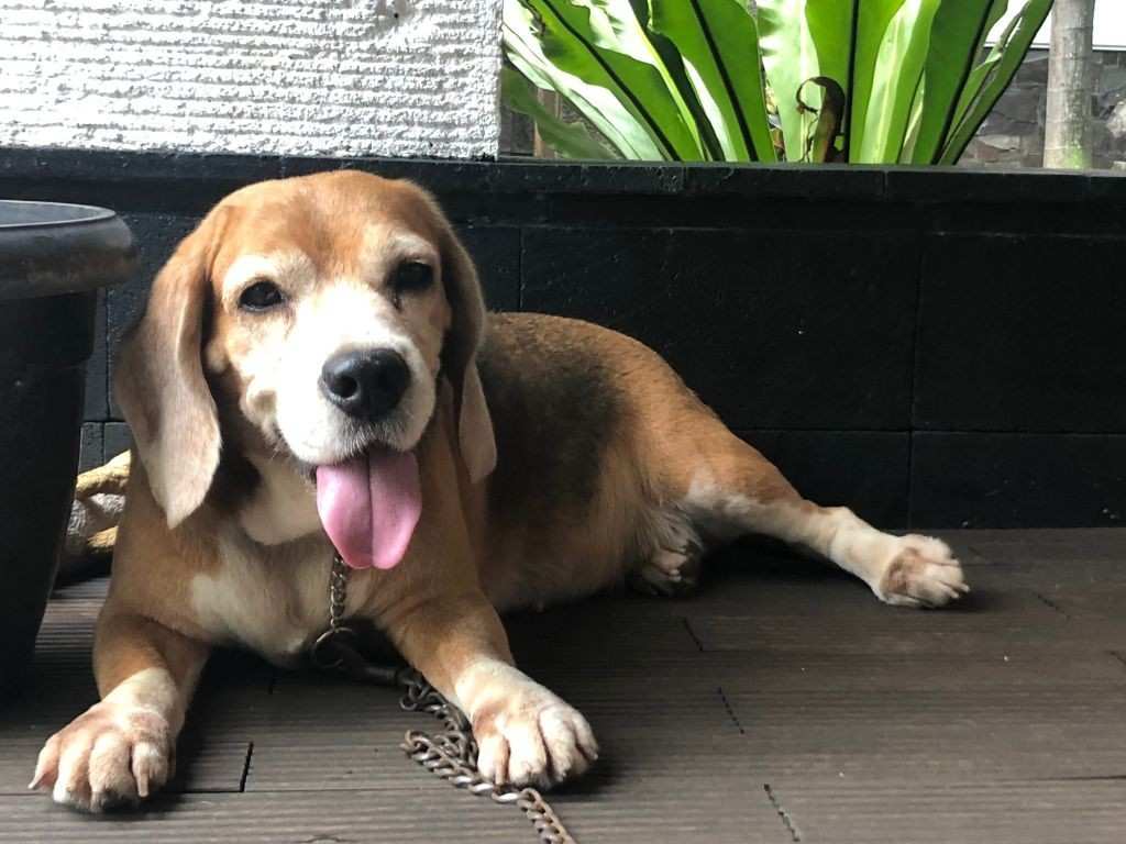 Snoopy Is what type of dog