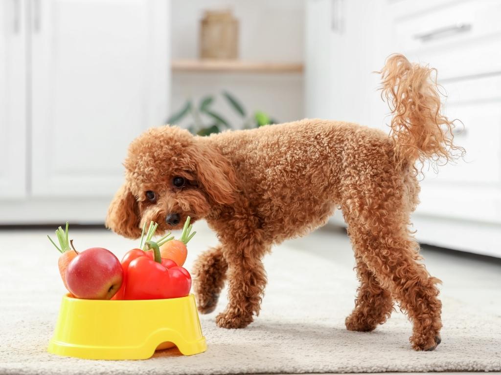 are tomatoes bad for dogs