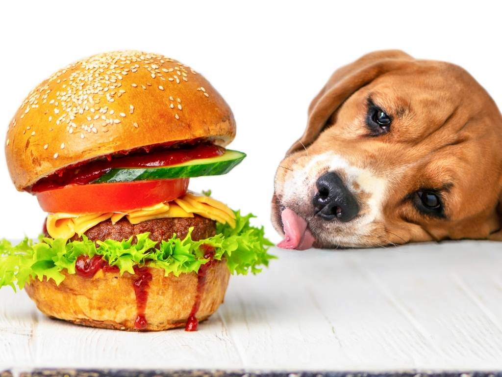 can dogs eat tomatoes