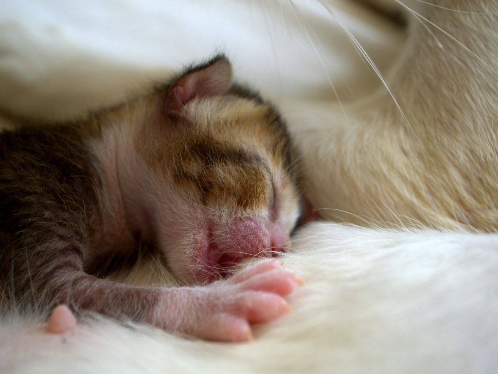 Newborn Kitten