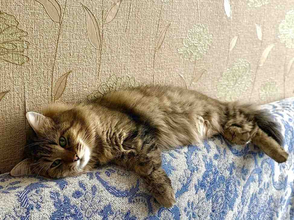 cat kneading meaning